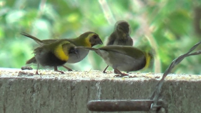 クビワスズメ - ML200815981