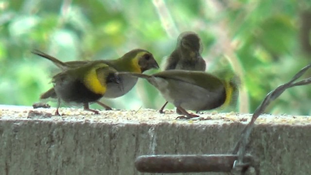 Cuban Grassquit - ML200815981