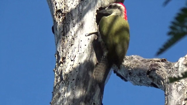 Cuban Green Woodpecker - ML200815991