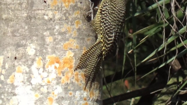 Fernandina's Flicker - ML200816001