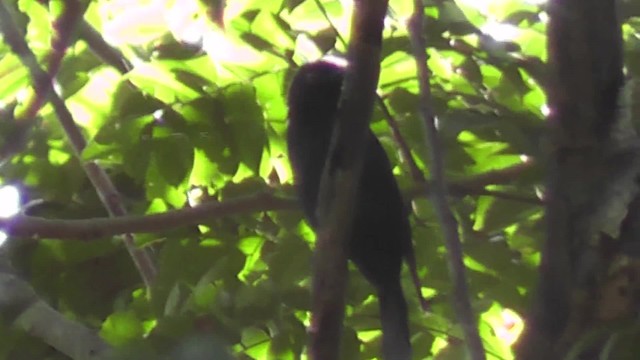 Drongo de Sharpe (occidentalis) - ML200816021