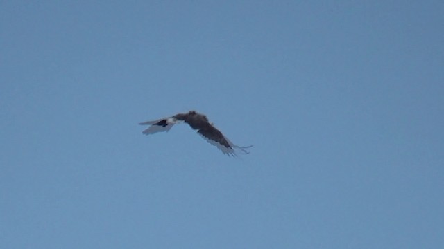 White-tailed Eagle - ML200816031