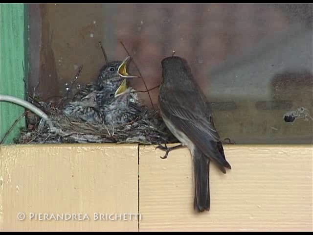 Papamoscas Gris (grupo striata) - ML200816121