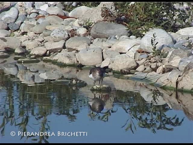 Common Sandpiper - ML200816201