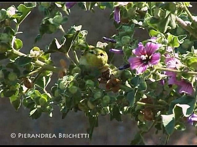 Wood Warbler - ML200816301