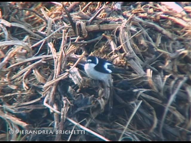 Collared Flycatcher - ML200816311