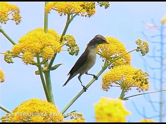 Garden Warbler - ML200816451