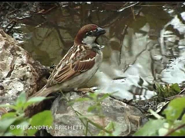 Italian Sparrow - ML200816471