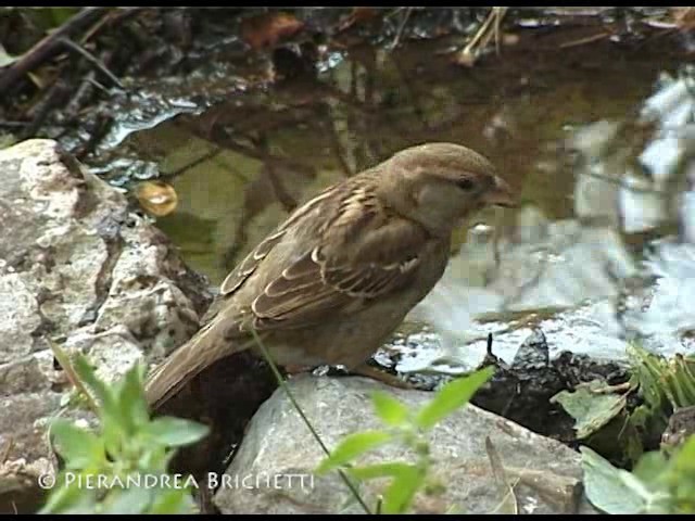 Italian Sparrow - ML200816481