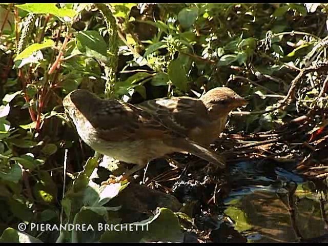 Italian Sparrow - ML200816491