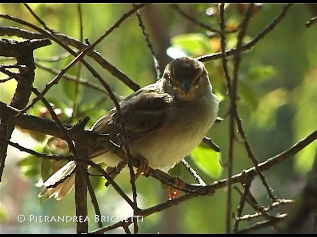 Italian Sparrow - ML200816501