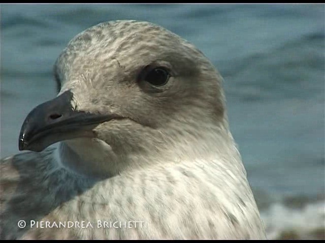 Gaviota Patiamarilla (michahellis) - ML200816631