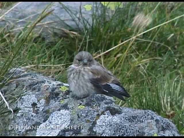 Eurasian Linnet - ML200816661