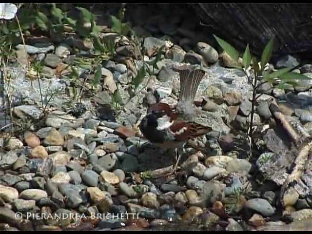 Italian Sparrow - ML200816801