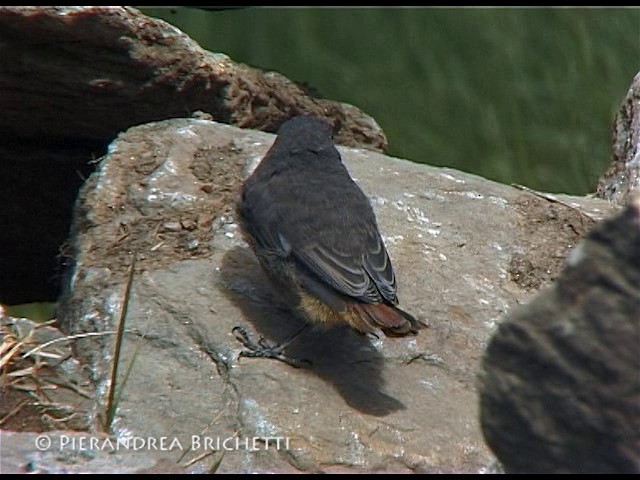 Hausrotschwanz (gibraltariensis/aterrimus) - ML200816831