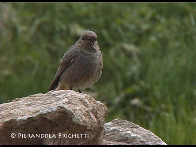 Black Redstart (Western) - ML200816841