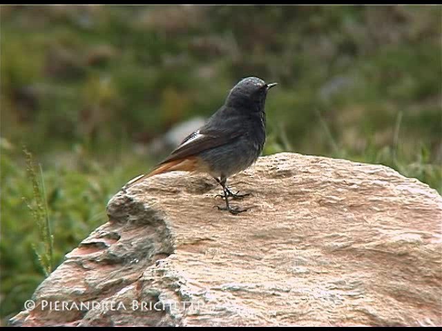 Черная горихвостка (gibraltariensis/aterrimus) - ML200816851