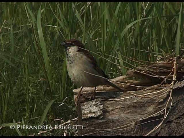 Moineau cisalpin - ML200816881