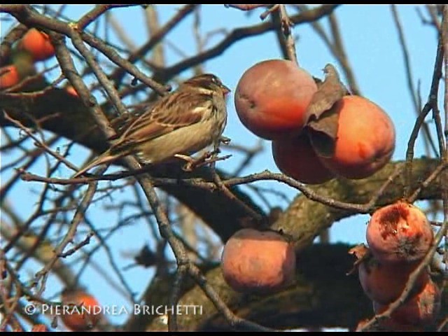 Italian Sparrow - ML200816891