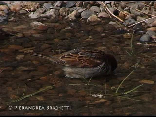 Italian Sparrow - ML200816921