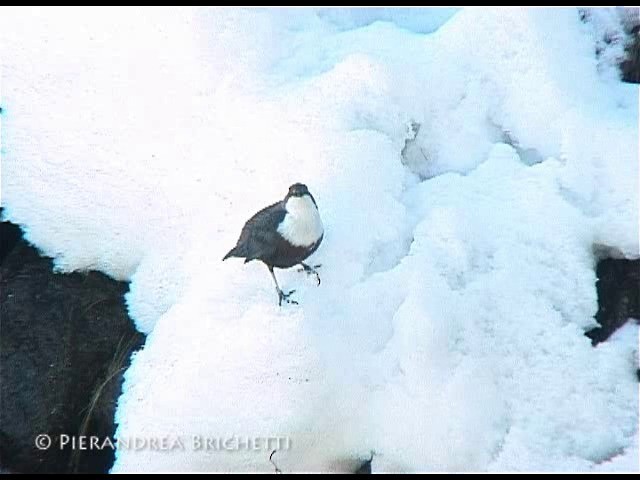 White-throated Dipper - ML200816941