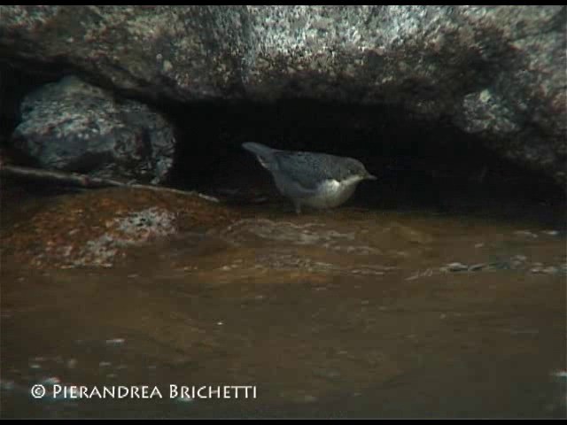 White-throated Dipper - ML200816971