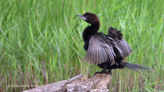 Pygmy Cormorant - ML200817101