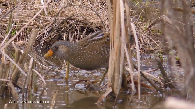 Spotted Crake - ML200817131