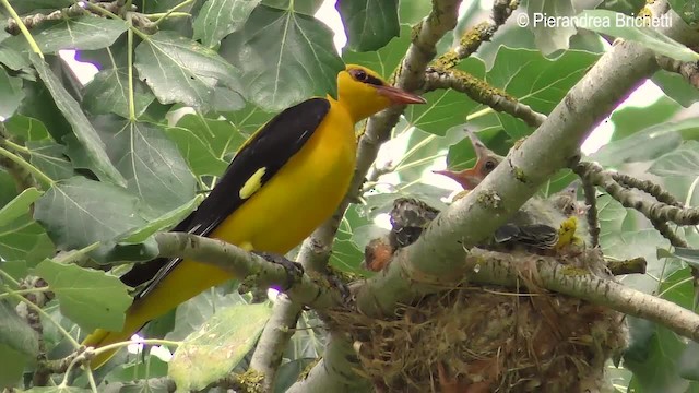 Eurasian Golden Oriole - ML200817261