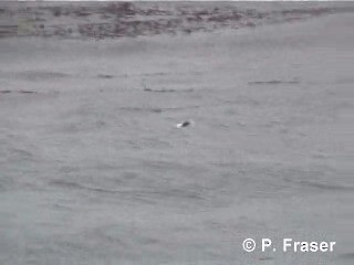 Kerguelen Tern - ML200817421