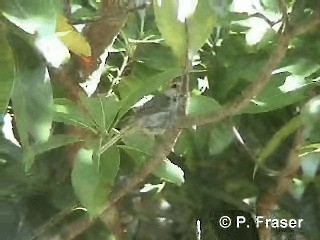 Japanese Bush Warbler - ML200817501