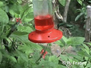Schwarzbrust-Mangokolibri - ML200817521