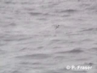 Petrel urdina - ML200817601