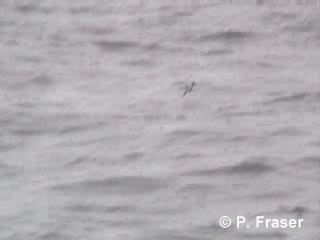 Blue Petrel - ML200817601