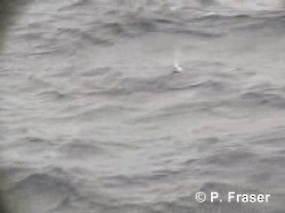 Petrel urdina - ML200817611