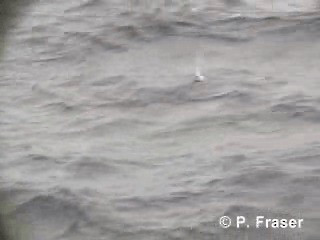 Blue Petrel - ML200817611