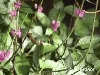 Tufted Coquette - ML200817621