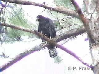 Zone-tailed Hawk - ML200817661