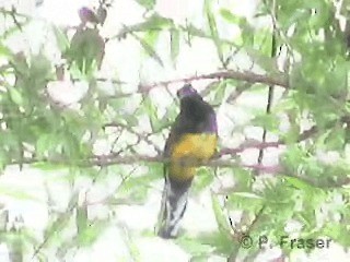 Green-backed Trogon - ML200817711