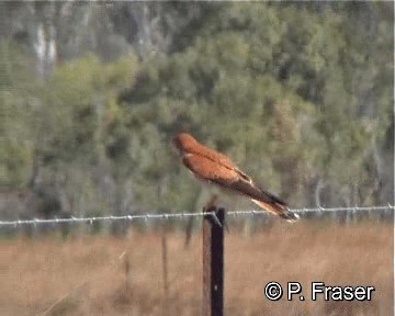 Nankeen Kestrel - ML200817731