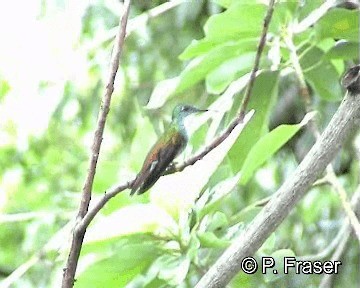 White-chested Emerald - ML200817831