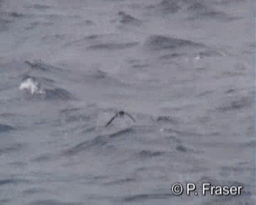Wedge-rumped Storm-Petrel - ML200817871