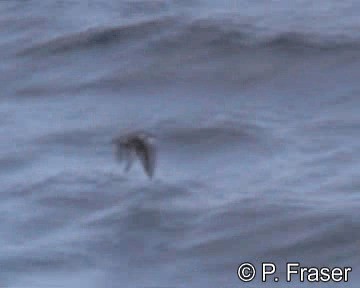 Galapagos Shearwater - ML200817901