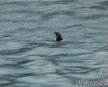 European Storm-Petrel - ML200817911