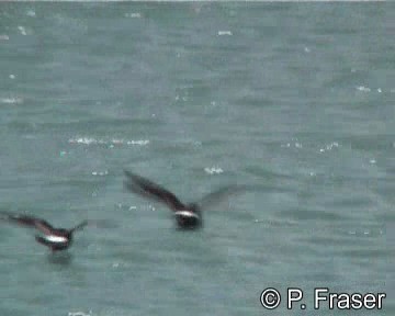 European Storm-Petrel - ML200817921