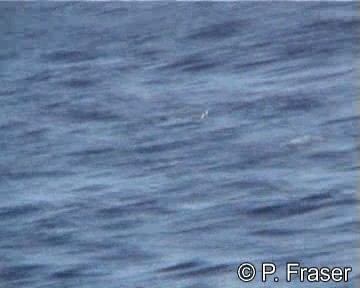 Soft-plumaged Petrel - ML200817951