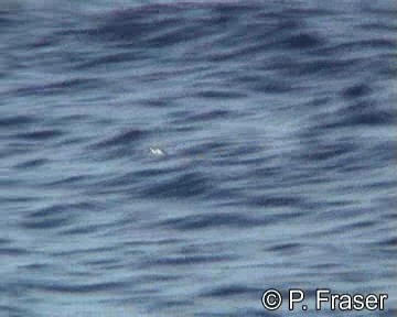 Soft-plumaged Petrel - ML200817961