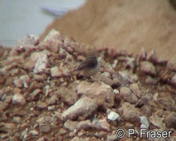 Kurdish Wheatear - ML200818011