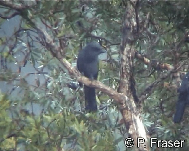 South Melanesian Cuckooshrike - ML200818021