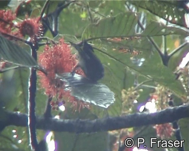 Dark-brown Honeyeater - ML200818071